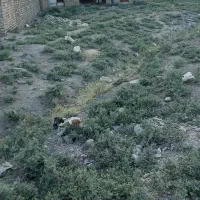 زمین-نیمه-کاره-250متر