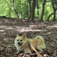 سگ پامر نر|سگ|قائمشهر, |دیوار