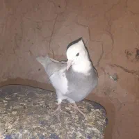 طوقی فروشی|پرنده|عطاملک, |دیوار