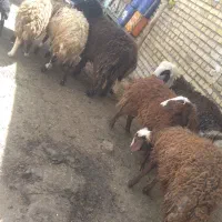 هفت بره نر