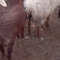 میش داشتی|حیوانات مزرعه|اسفراین, |دیوار