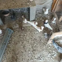 ۸ تا طوقی همه کاکلی پالخت دونه ۵۰۰|پرنده|نجف‌آباد, جلال آباد|دیوار