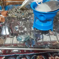 عروس هلندی گمشده|حیوانات|سبزوار, شرق کال عیدگاه|دیوار