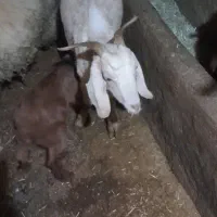 دو راس بز با بزغاله