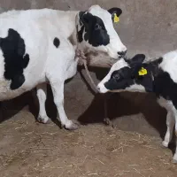 گاو جوان شیری با گوساله ماده گاو دوباره ۷ماه آبستن