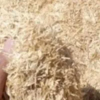 کاه گندم ب شرط  باغچق بجنورد