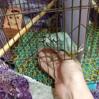 مرغ عشق دستی نر|پرنده|گرگان, |دیوار