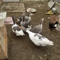 غاز نر ماده یک سال کمتر|حیوانات مزرعه|مبارکه, |دیوار