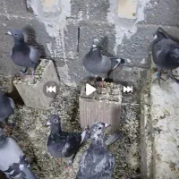 کفتر
