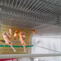 قناری سرخ تعداد