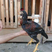 جوجه لاری فوق نصل