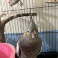 عروس هلندی نروماده|پرنده|قدس, شهرقدس|دیوار