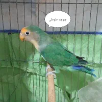 جوجه طوطی برزیلی