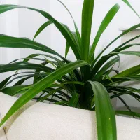 گل طبیعی زیبا|گل و گیاه طبیعی|پاکدشت, پاکدشت (مامازند)|دیوار