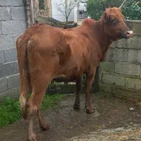 لیشه ۷ماه آبستن ( گاو گوساله تلیسه ورزا کوله )|حیوانات مزرعه|تالش, هشتپر|دیوار