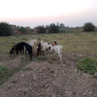 بز ۸ عدد|حیوانات مزرعه|حمیدیه, |دیوار