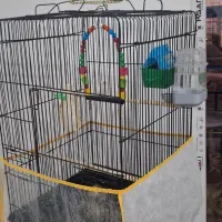 فنج|پرنده|مشهد, امیریه|دیوار