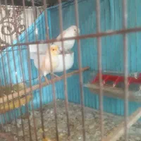 قناری نرماده آماده|پرنده|پارس‌آباد, |دیوار