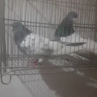 تعدادی کبوتر