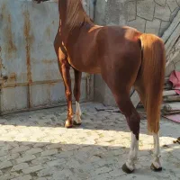 اسب نریون شش دنگ|اسب و تجهیزات اسب‌سواری|فلاورجان, |دیوار