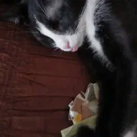 واگذاری گربه رایگان|گربه|قائم‌شهر, |دیوار