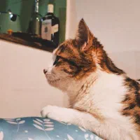 واگذاری گربه|گربه|یاسوج, |دیوار