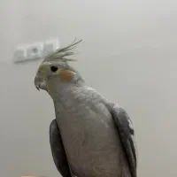 عروس هلندی|پرنده|اصفهان, ارزنان|دیوار