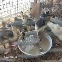 جوجه اردک روسی.کبوتر