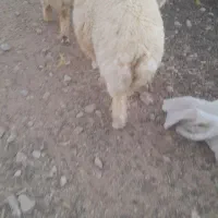 بره