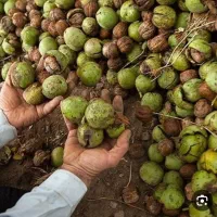 اجاره ، باغ گردو اجاره میکنیم