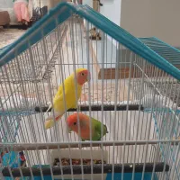 طوطی برزیلی