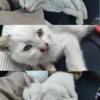 گربه
