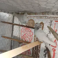 تهرانی کاکلی نروماده