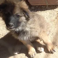 سگ ژرمن|سگ|کازرون, |دیوار