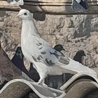 کبوتر پرشی|پرنده|پیر بکران, |دیوار