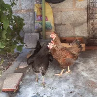 مرغ خروس