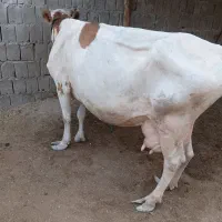 گاو گوساله