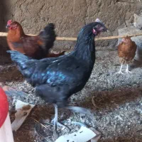 فروش خروس و مرغ۴ ماهه