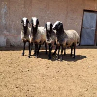 نژاد اصیل و برتر ایران|حیوانات مزرعه|مهریز, |دیوار
