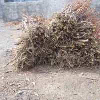 فروش وارسال نهال زرشک وعناب ارسال به سراسر کشور