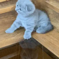 اسکاتیش دوماه  پدرواراداتی|گربه|تهران, قزل قلعه|دیوار