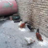 خروس|حیوانات مزرعه|نورآباد, |دیوار