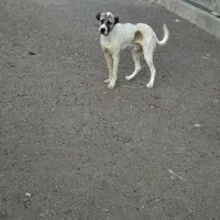 سگ سرابی واگذاری