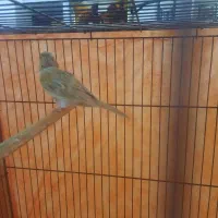 قناری ماده|پرنده|دلیجان, |دیوار