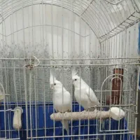 عروس هلندی آلبینو مولد