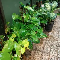 گلخونه خونگی همه مدل گل قیمت مناسب|گل و گیاه طبیعی|گنبد کاووس, |دیوار