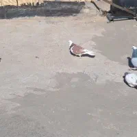 دو جفت کفتر (کبوتر)