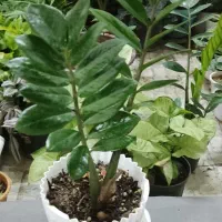 آپارتمانتو با این گلها زیباتر کن|گل و گیاه طبیعی|شاهینشهر, خبرنگار|دیوار