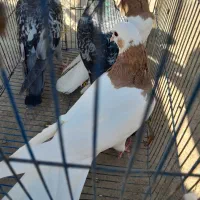 کبوتر طوقی|پرنده|ملکان, |دیوار