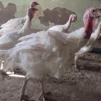 بوقلمو بزرگ گوشتی